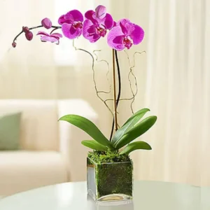 Purple Orchid Plant in Square Vase