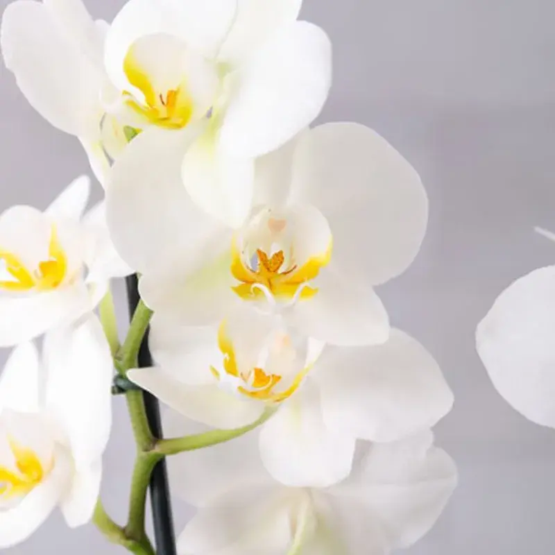 Thought Plants and Flowers in Box - Image 4