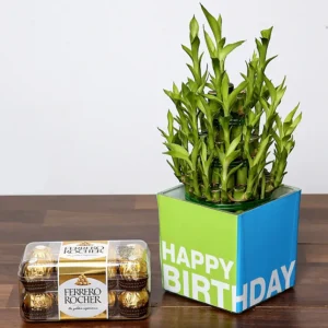 3 Layer Bamboo Plant and Chocolates For Birthday