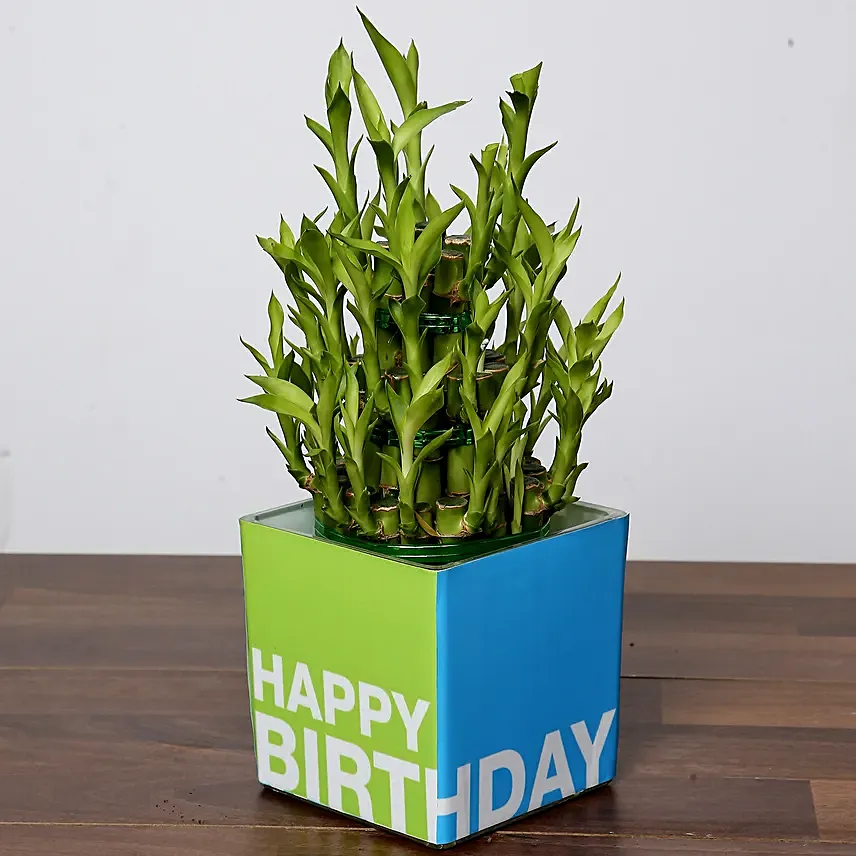 3 Layer Bamboo Plant and Chocolates - Image 3