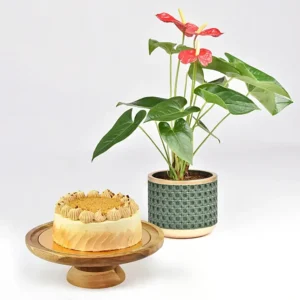 Sugar Free Butterscotch Cake and Plants